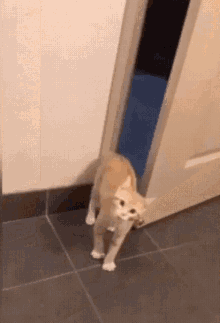 CAT 7-28-2139358493_274234146510820_7213889789769023488_n (1).gif