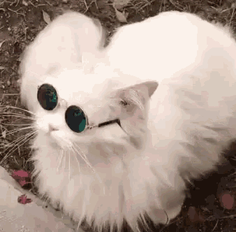 cat with sunglasses checkin it out.gif